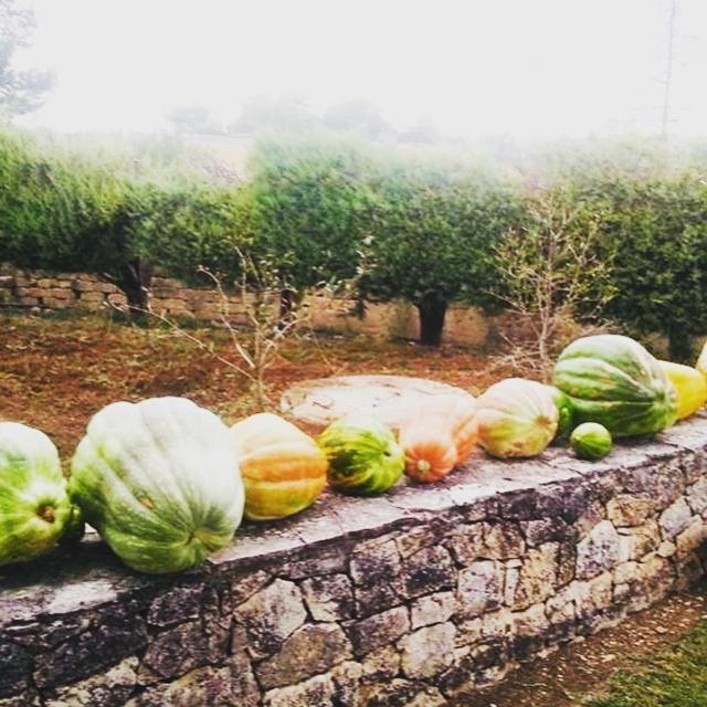 Villa Genny Altamura Bagian luar foto